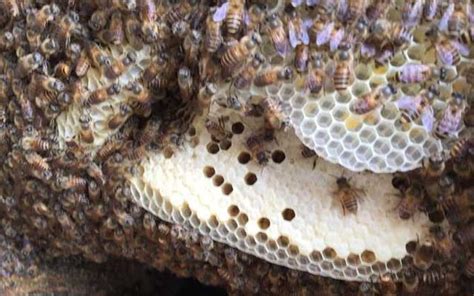 蜜蜂築巢條件